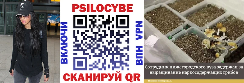 Галлюциногенные грибы Psilocybe  купить закладку  Западная Двина 